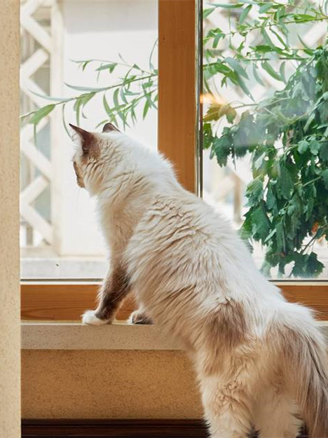 请像猫一样的生活，让自己更加健康！